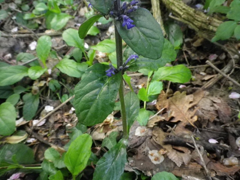 Ajuga reptans